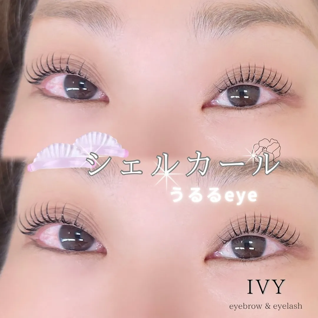 ✨今回は大人気の『シェルロット』をご紹介します✨