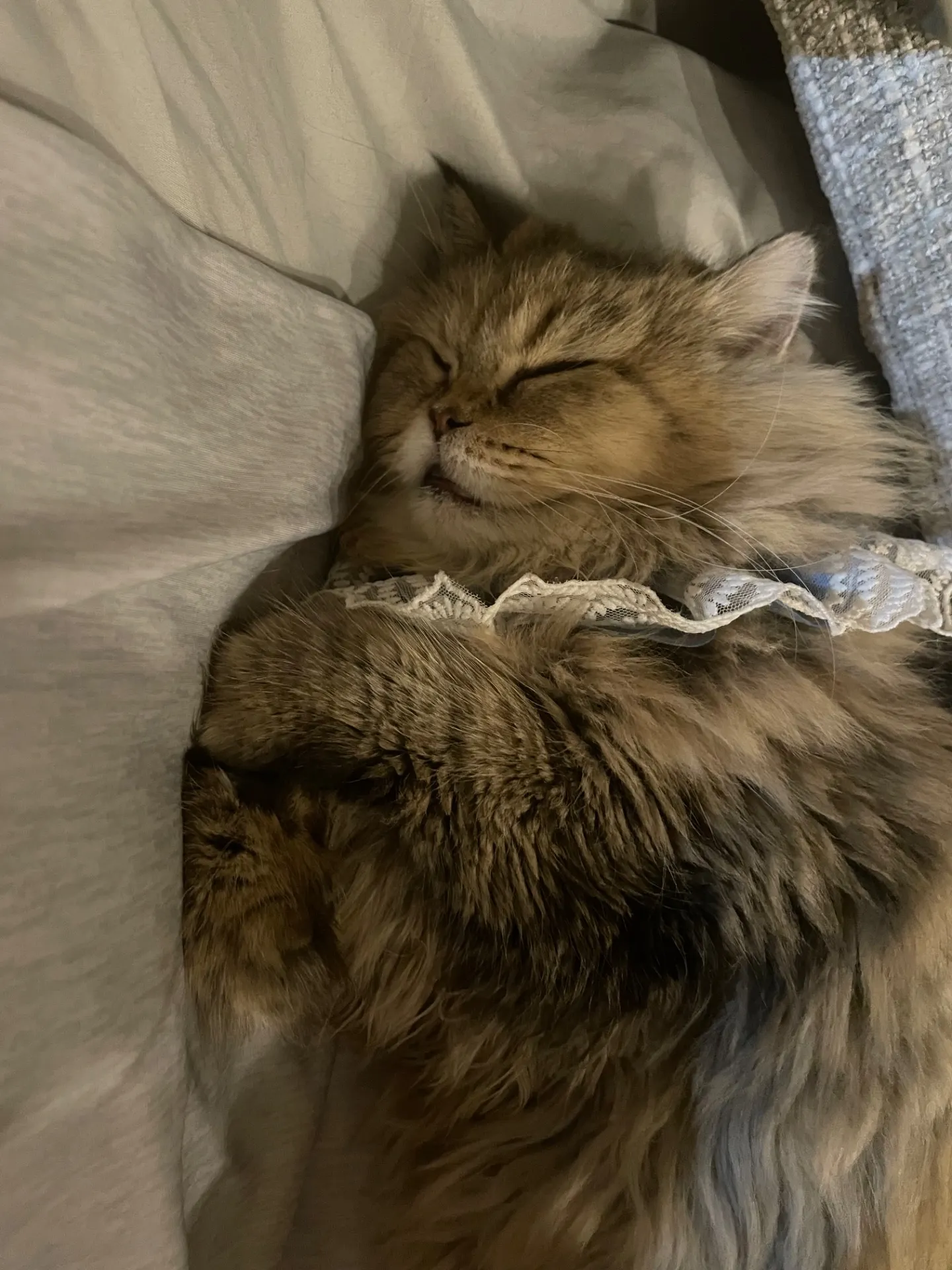 猫ってなんでこんなに人を癒すの？｜猫の癒し効果まとめfrom private