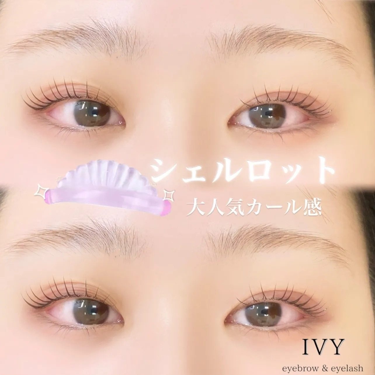 シェルロットのご紹介です🌟 